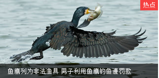  鱼鹰列为非法渔具白癜风危害  