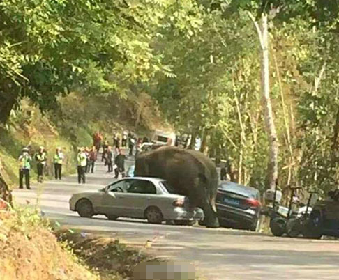 野象路边损汽车白癜风患者治疗用什么药呢 